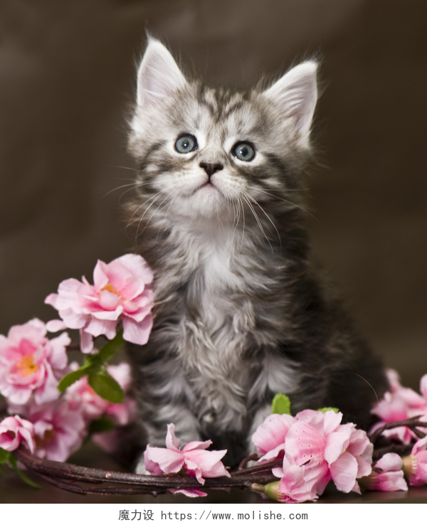 粉红色花朵中的可爱小猫咪缅因浣熊小猫用鲜花